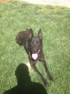 Police K-9 "Noran" is shown in a photo provided by the Riverside Police Department. He went missing midnight Oct. 5, 2014. 