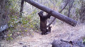 The trail cameras in Big Dalton Canyon above Glendora have captured a variety of wildlife, including a mama bear and cub shown here in still from video posted Aug. 17, 2014. (Credit: Robert Martinez)