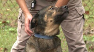  Firefighters and paramedics said they witnessed a miracle while crews were battling a blaze a Petersburg, Virginia home Thursday, October 9, 2014. After pulling a woman to safety, firefighters Kevin Roberts and Mark Allen brought out a dog they believed was on the brink of death. (Credit: WTVR)