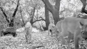 Three of four mountain lions caught on camera Oct. 17, 2014, in Big Dalton Canyon above Glendora are shown in a video still. (Credit: Robert Martinez)