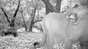 One of four mountain lions caught on camera Oct. 17, 2014, in Big Dalton Canyon above Glendora is shown in a video still. (Credit: Robert Martinez)