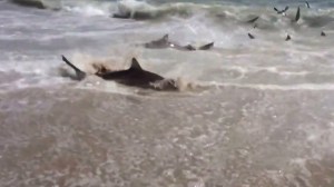 A shark nearly beaches itself while feeding on a school of fish along the shore of a North Carolina beach. (Credit: Donnie Griggs)