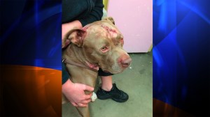 The Ghetto Rescue FFoundation posted this photo on Facebook of Spartacus, a 2-year-old pit bull, was brutally attacked on Oct. 11, 2014. 