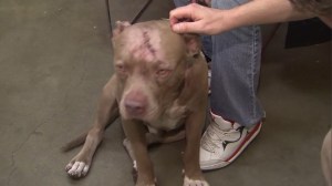 Spartacus, a 2-year-old pit bull, was attacked on Oct. 11, 2014, near his owner's South L.A. home. (Credit: KTLA)