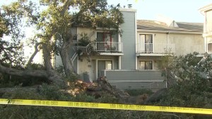 A tree fell in Duarte in the early morning hours of Oct. 8, 2014, damaging multiple apartment units and displacing several residents. (Credit: KTLA) 