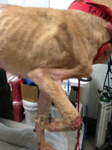 One photo provided by L.A. City Attorney's Office showed a dog with an open wound.