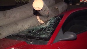 A tree fell on a car in Canoga Park on Nov. 16, 2014, as high winds caused a Red Flag Warning in much of L.A. and Ventura Counties. (Credit: KTLA)