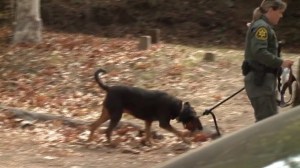 An OCSD dog searches for James Kretzschmar, an Irvine man believed to have gone for a mountain bike ride in the San Juan Capistrano area, on Nov. 13, 2014. (Credit: KTLA)