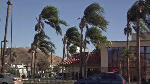 Palm trees are hit by high winds in a file photo. (Credit: KTLA)