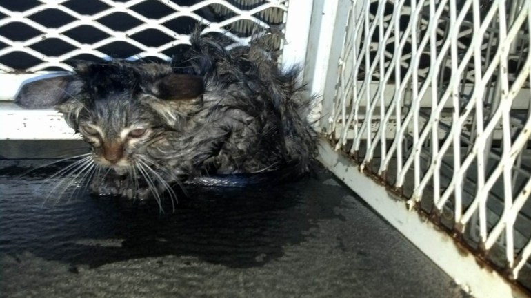 Riverside County Animal Services provided this photo of Genie, who was soaking wet after being rescued from a drainage pipe on Nov. 5, 2014. 