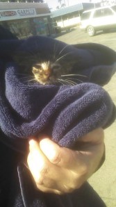 Riverside County Animal Services provided this photo of a kitten who was rescued from an Indio drainage pipe on Nov. 5, 2014. 