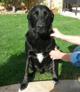 Riverside County Animal Services provided this photo of Dexter, a 6-year-old Labrador mix, that was impounded after allegedly attacking a boy on Nov. 14, 2014. 