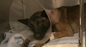 A K-9 named Reiko was covering on Monday, Nov. 24, 2014, after being shot by a gunman in West Covina, police said. Officers shot and killed the suspect, officials said. (Credit: KTLA)