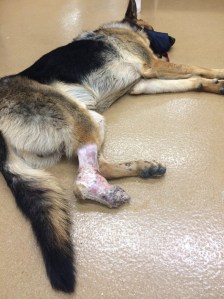 When Rocky was surrendered to the OC Care Animal Shelter by his owners last weekend he was missing a paw. (Credit:  Coastal German Shepherd Rescue OC)