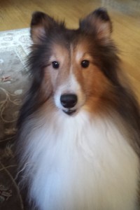 A Shetland sheepdog named Savvy, who suffers from epilepsy, was reunited with his owner after being reported missing. (Photo via Facebook)