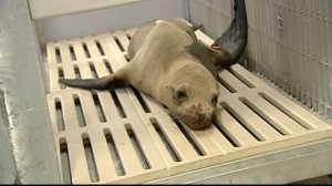 A SeaWorld rescue team says they were harassed while trying to help this sick sea lion pup on Nov. 22, 2014. (Credit: CNN) 