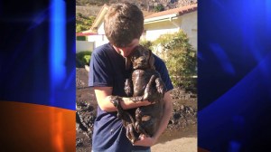 A neighbor provided this photo of Henry Needham's grandson holding a muddy Tinkerbell after the dachshund was rescued on Sunday. 