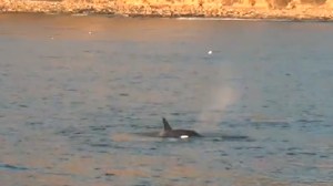 Up to nine orcas were spotted off the coast of Palos Verdes on Nov. 25, 2014. (Credit: Harbor Breeze Corp) 