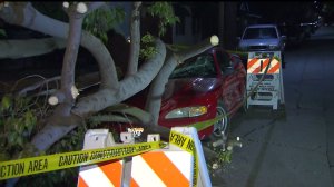 Strong winds toppled a tree onto a Ford Mustang in Canoga Park on Nov. 17, 2014. No one was inside the vehicle at the time. (Credit: KTLA)