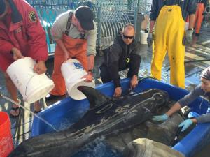 Lifeguards pour water on a dolphin that was rescued after becoming stranded on a beach in San Pedro on Saturday, Dec. 13, 2014. (Credit: Los Angeles County Fire Department)