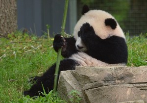 Bao Bao is seen during a birthday ceremony on her first birthday celebration at the National Zoo on Aug. 23, 2014, in Washington, D.C. (Credit: MANDEL NGAN/AFP/Getty Images)