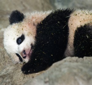 Bao Bao is seen by the media for the first time January 6, 2014 inside his glass enclosure at the National Zoo in Washington, DC. (Credit: Getty Images)