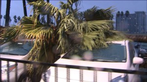 Multiple cars were damaged when a tree fell onto several vehicles at a Toyota dealership in Hollywood. (Credit: KTLA) 