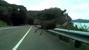 Video posted to YouTube on Dec. 15, 2014, captured a deer suddenly jumping into the road and colliding with a bicyclist in the Bay Area. (Credit: Silas Patlove/YouTube) 