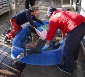 Rescuers worked to save a dolphin found Dec. 13, 2014, on a San Pedro beach. (Credit: Los Angeles County Fire Department, Lifeguard Division)