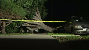 A tree fell over as powerful winds whipped through Southern California on Dec. 25, 2014. (Credit: KTLA) 