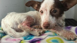 A sick dog who was abandoned then discovered by a good Samaritan in Fontana was recovering on Dec. 9, 2014. (Credit: Fontana Police Department)