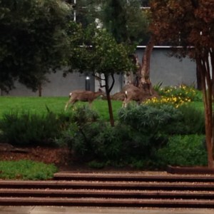 Two deer are seen outside the Jet Propulsion Laboratory in Pasadena on Tuesday, Dec. 16, 2014. (Credit: Dave Mecham/KTLA)