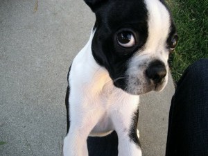 The Hollon family provided this photo of their dog, a 7-year-old Boston terrier named Babel who was killed in the Dec. 21, 2014, crash.