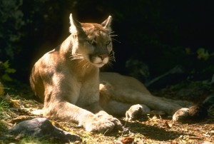 File photo of a mountain lion in California. (Credit: California Department of Fish and Wildlife)