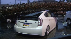 One Prius may have been totaled by a fallen tree at a Toyota dealership in Hollywood on Dec. 12, 2014. (Credit: KTLA)