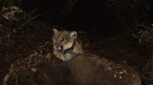 A remote camera set up on a fresh deer kill in Griffith Park captured more than 1,500 photos of P-22, some of which were published Dec. 3, 2014. (Credit: Santa Monica Mountains National Recreation Area)