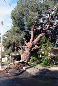 A large tree fell on a home on Arminta Street in Reseda. No injuries were reported. (Credit: Steve Gentry)