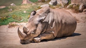 Angalifu, 44, one of six remaining northern white rhinos in the world, died Sunday, Dec. 14, 2014. (Credit: San Diego Zoo/Helene Hoffman)