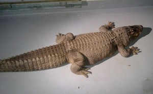 An 8-foot-long alligator was discovered inside a wooden crate at a Van Nuys on Jan. 12, 2015. (Credit: Los Angeles Department of Animal Services)