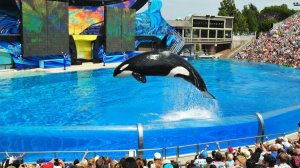 Orca shows at Shamu Stadium have long been the top attraction at SeaWorld San Diego. (Credit: Los Angeles Times)