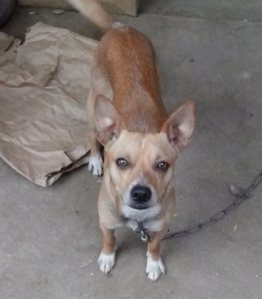 Sandy is seen in a photo provided by the Long Beach Police Department. He was inside a vehicle when it was stolen on Jan. 13, 2015. The car was found, but the dog remained missing. 