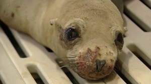 The number of sick sea lions increased 40 percent in 2015 compared with 2014, officials with Laguna Beach's Pacific Marine Mammal Center said on Jan. 16, 2015. (Credit: KTLA)