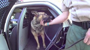 K-9 Sultan is shown in a still from a May 2014 YouTube video from the San Jacinto Police Department.