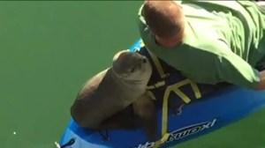 A sea lion hitched a ride with a Fullerton family during a kayaking outing in Santa Barbara. (Credit: KEYT)