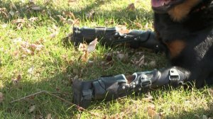 Brutus, a Rottweiler and quadruple amputee, has been outfitted with four prosthetic limbs. (Credit: KDVR)