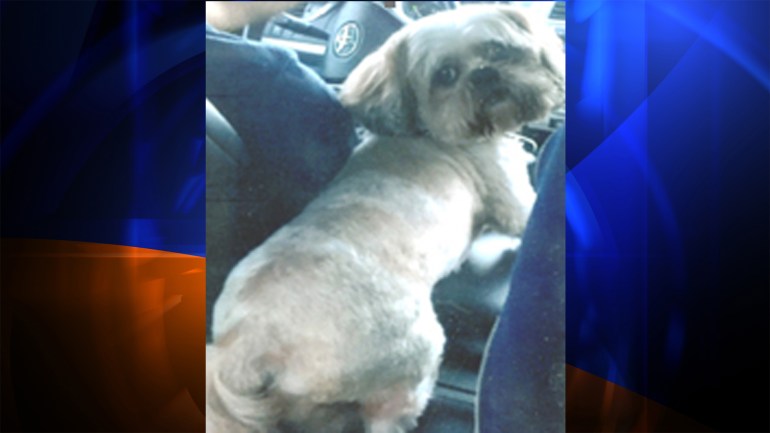 Los Angeles police have released this picture of "Maximus," the missing companion dog. 