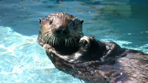 "Olive the Oiled Otter" is seen in a photo from the California Department of Fish and Wildlife. 