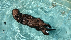 Olive not only survived an oiling, but thrived in the years. Her recovery was monitored by the California Department of Fish and Wildlife, which released this photo on Facebook. 