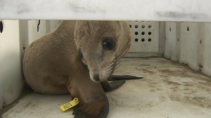 A sea lion pup rescued by Peter Wallerstein is shown in its cage on March 9, 2015. (Credit: KTLA)