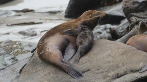 A California sea lion and her pup are show in 2012. (Credit: Tony Orr Alaska Fisheries Science Center, NOAA Fisheries Service)